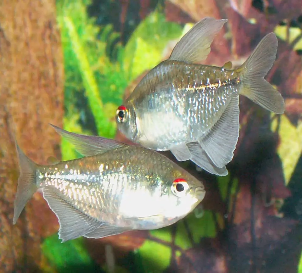 Diamond Tetra