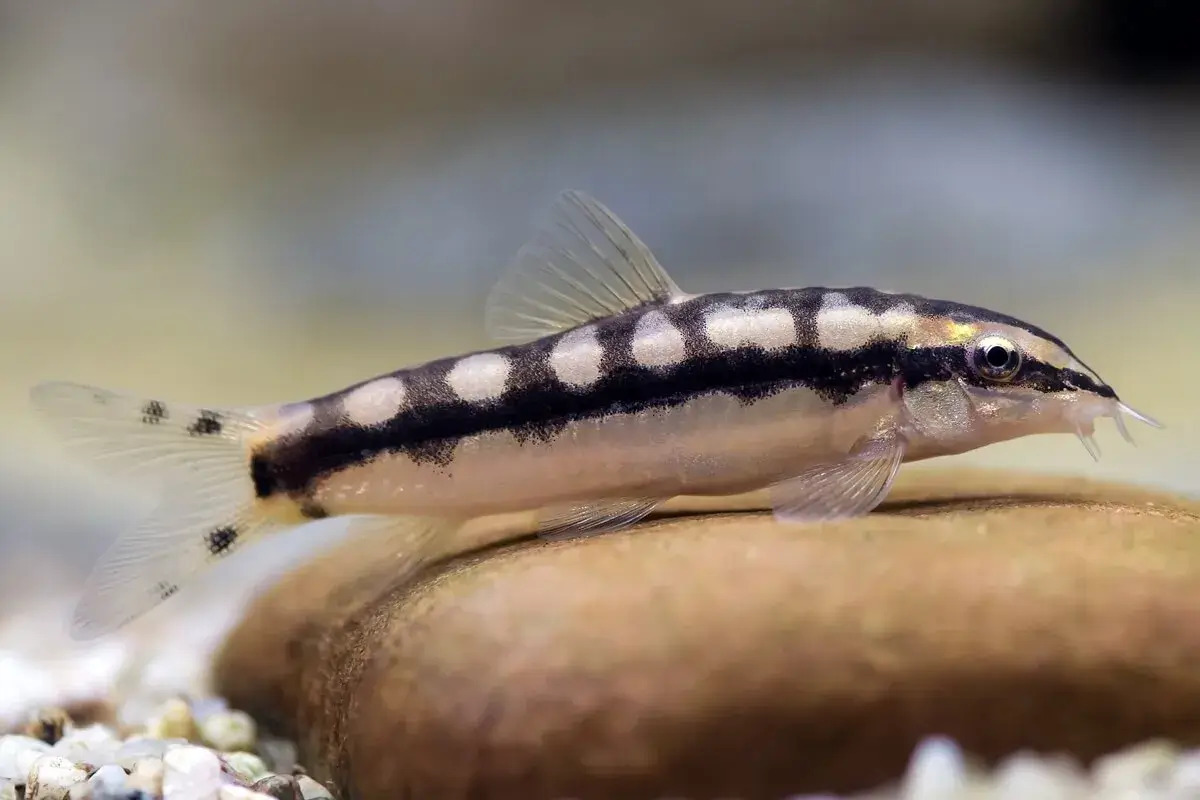 Dwarf Chain Loach