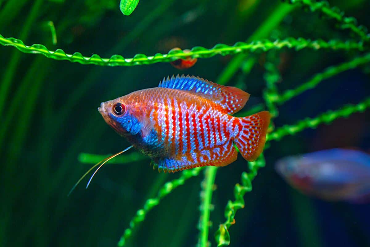 Dwarf Gourami