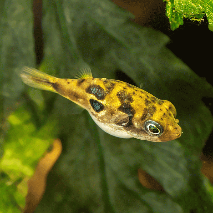 Dwarf Pufferfish
