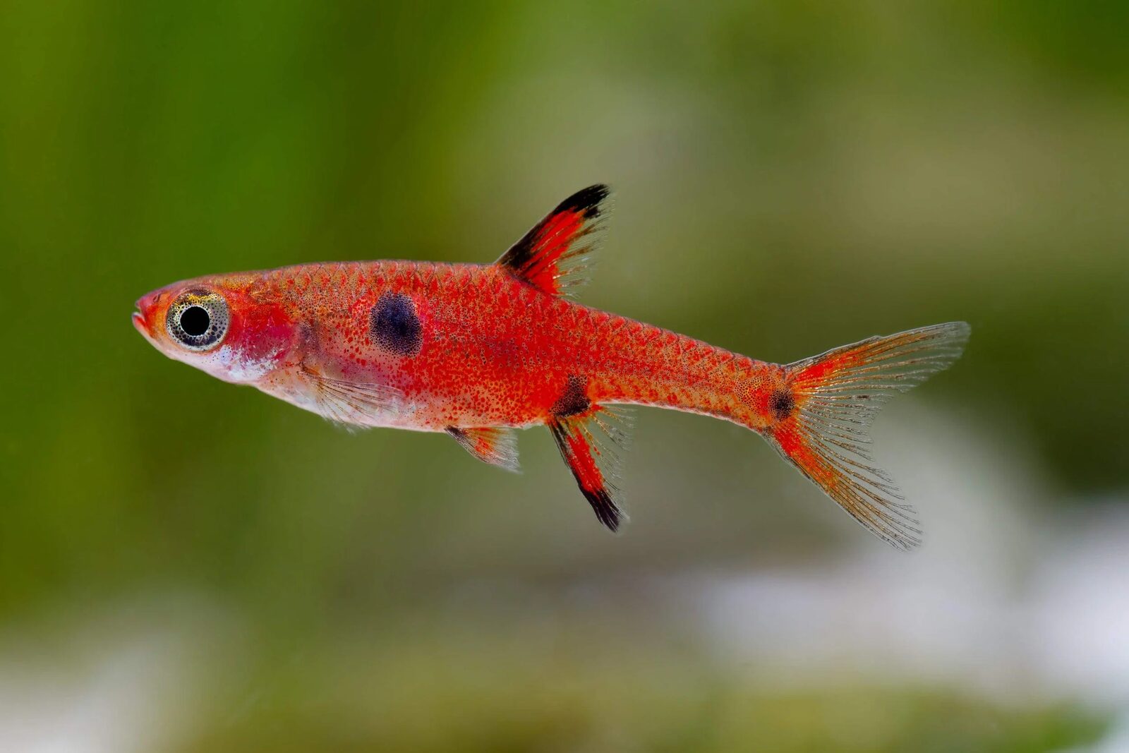 Dwarf Rasbora