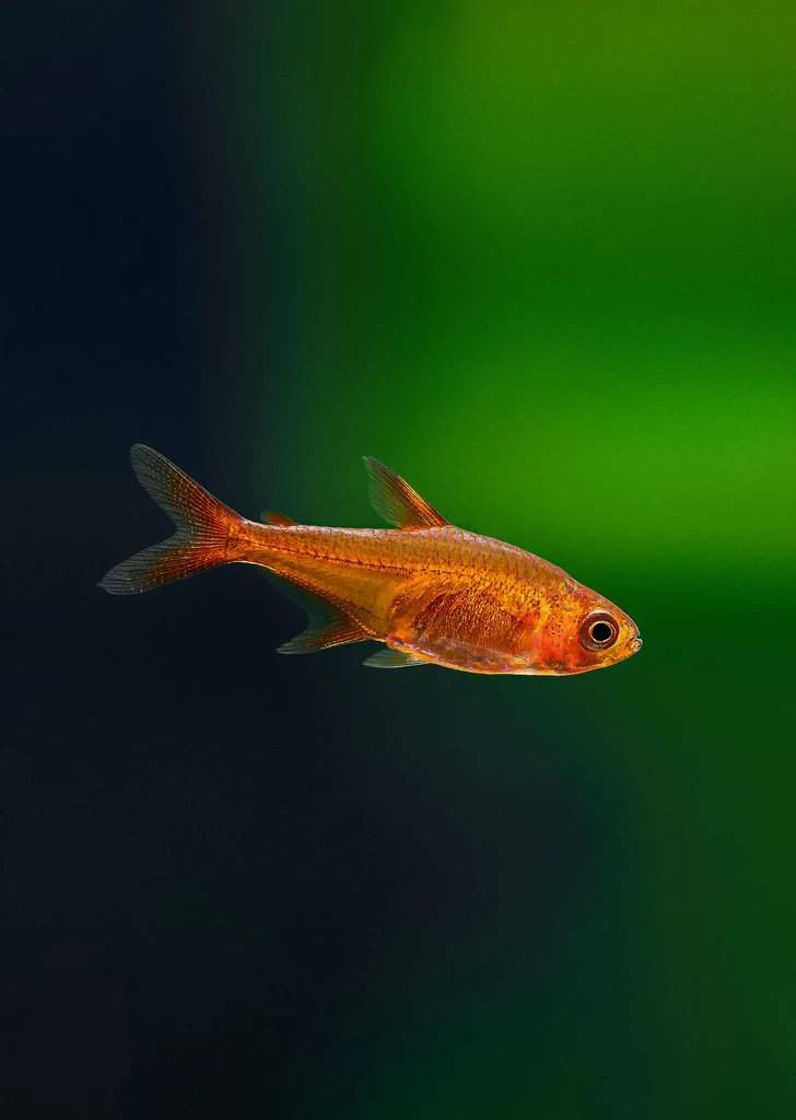 Ember Tetra