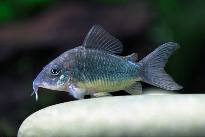 Emerald Green Cory