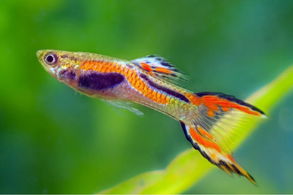 Endler's Livebearer