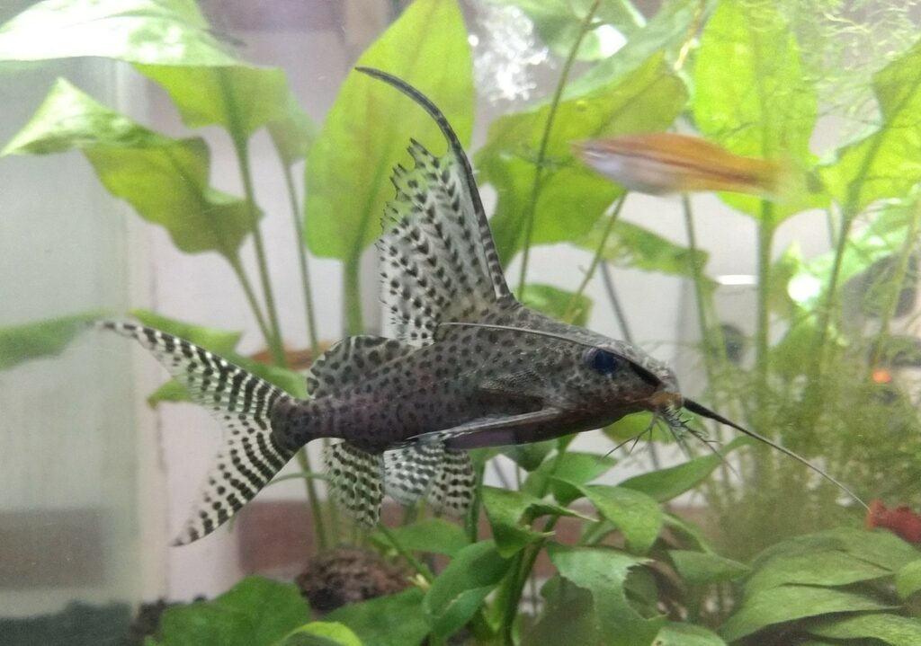 Featherfin Squeaker