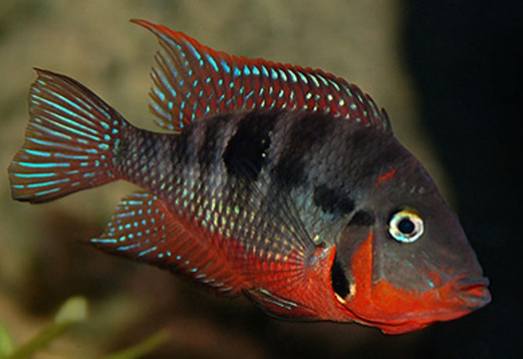 Firemouth Cichlid