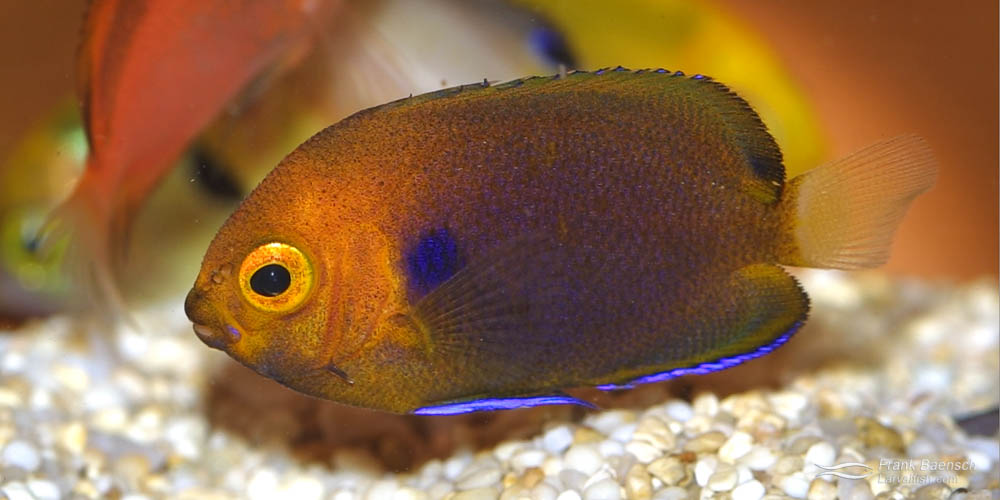 Fisher's Angelfish