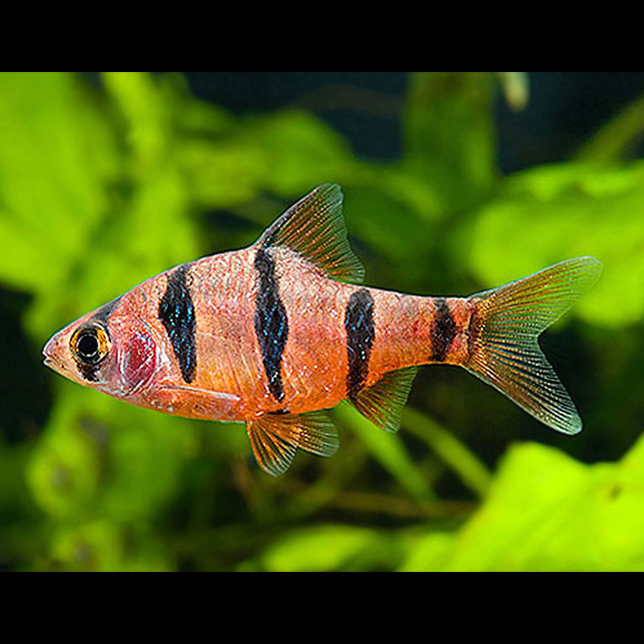 Five-Banded Barb
