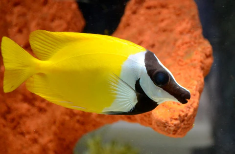 Foxface Rabbitfish