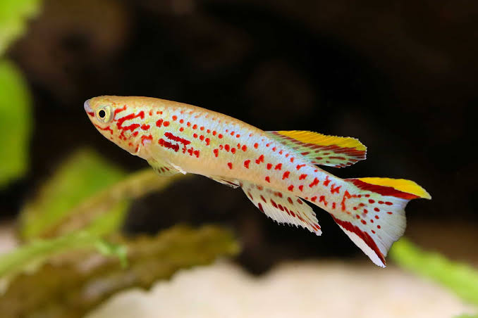 Gardneri Killifish