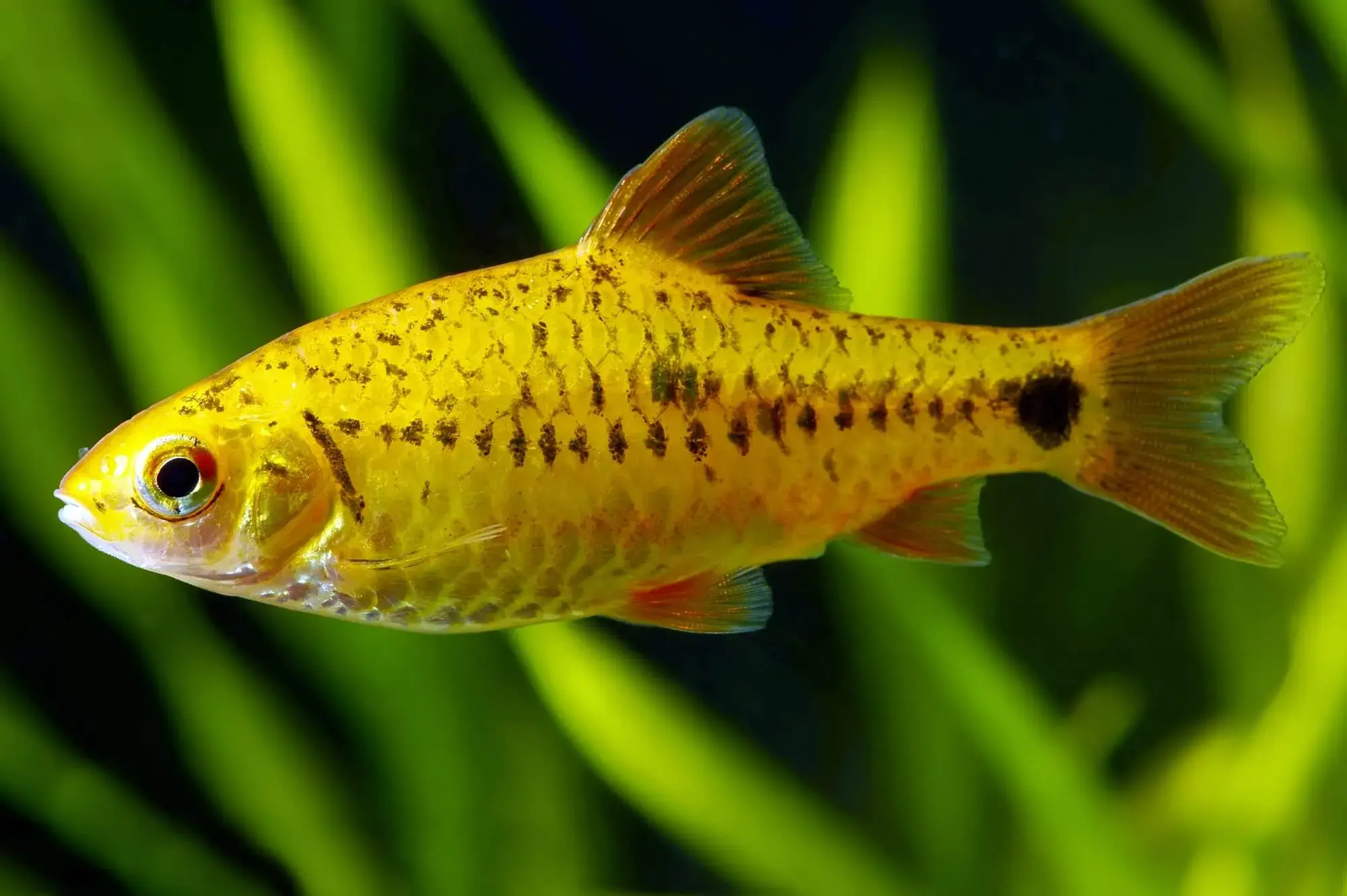 Gold Barb