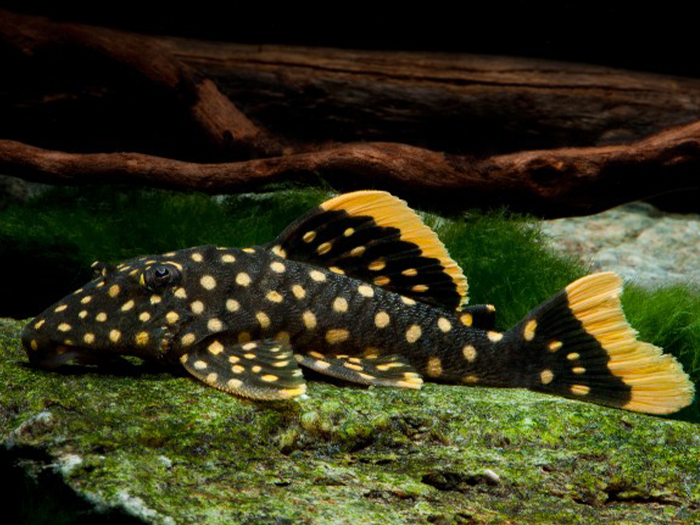 Gold Nugget Pleco