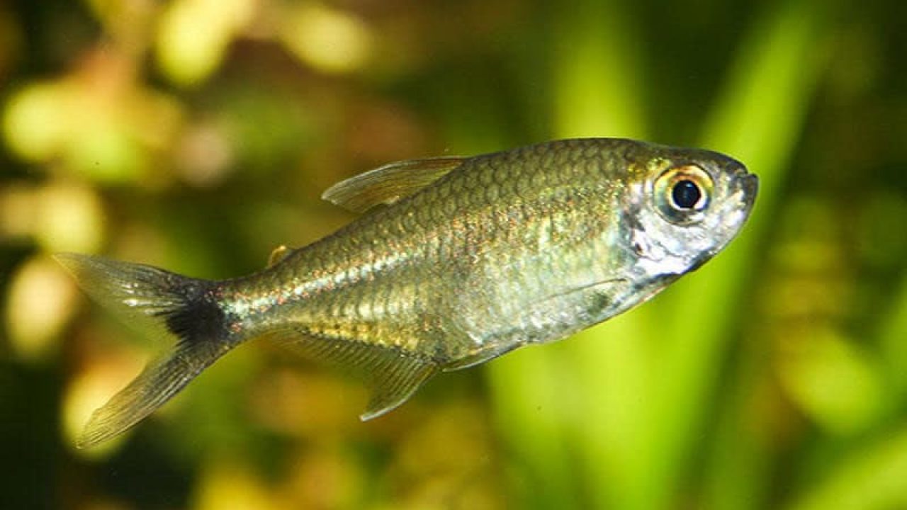 Gold Tetra