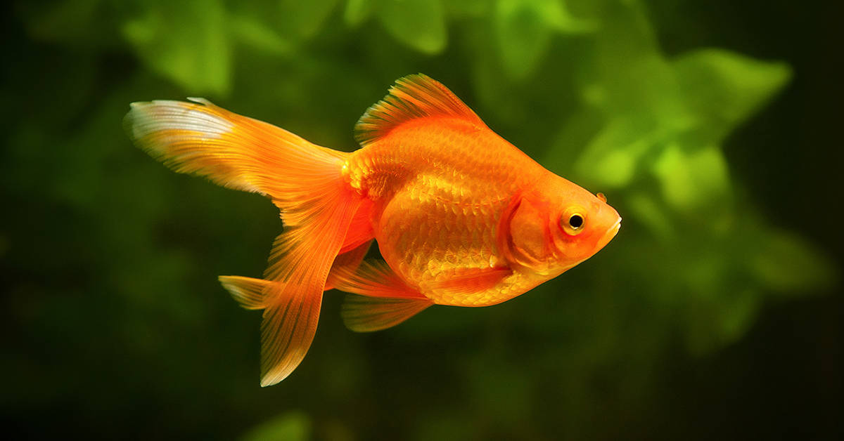 Goldfish (Common)