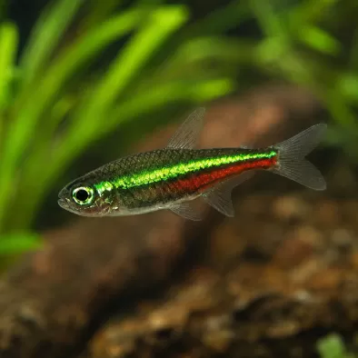 Green Neon Tetra