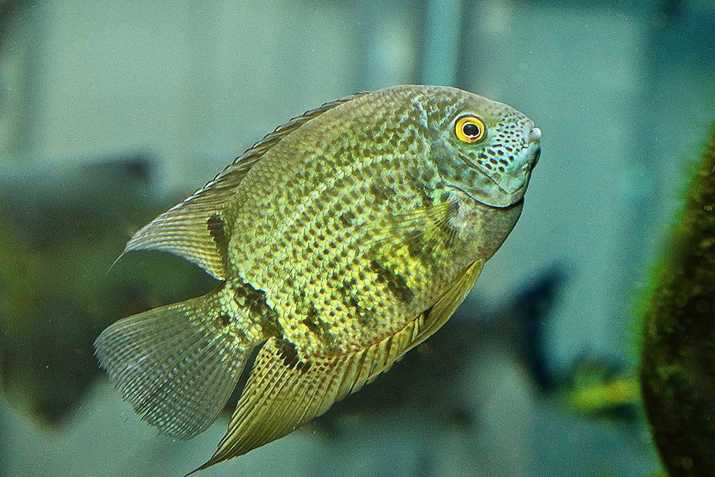 Green Severum