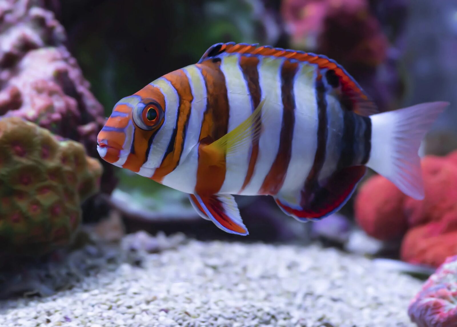Harlequin Tuskfish