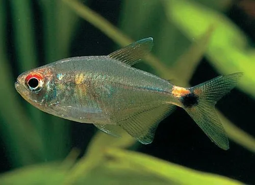 Head and Tail Light Tetra