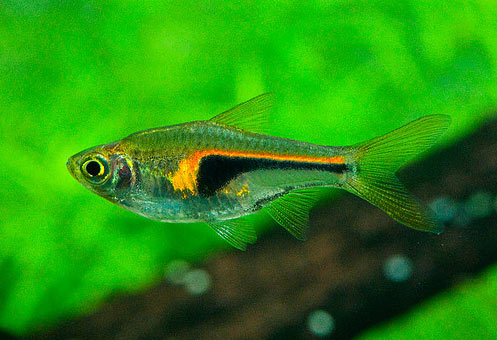 Hengel's Rasbora