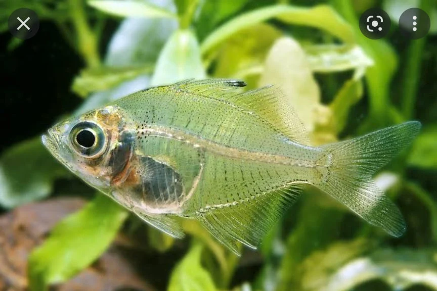 Indian Glassfish