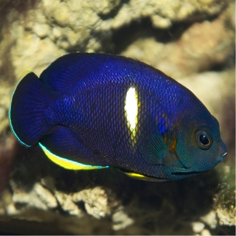 Keyhole Angelfish