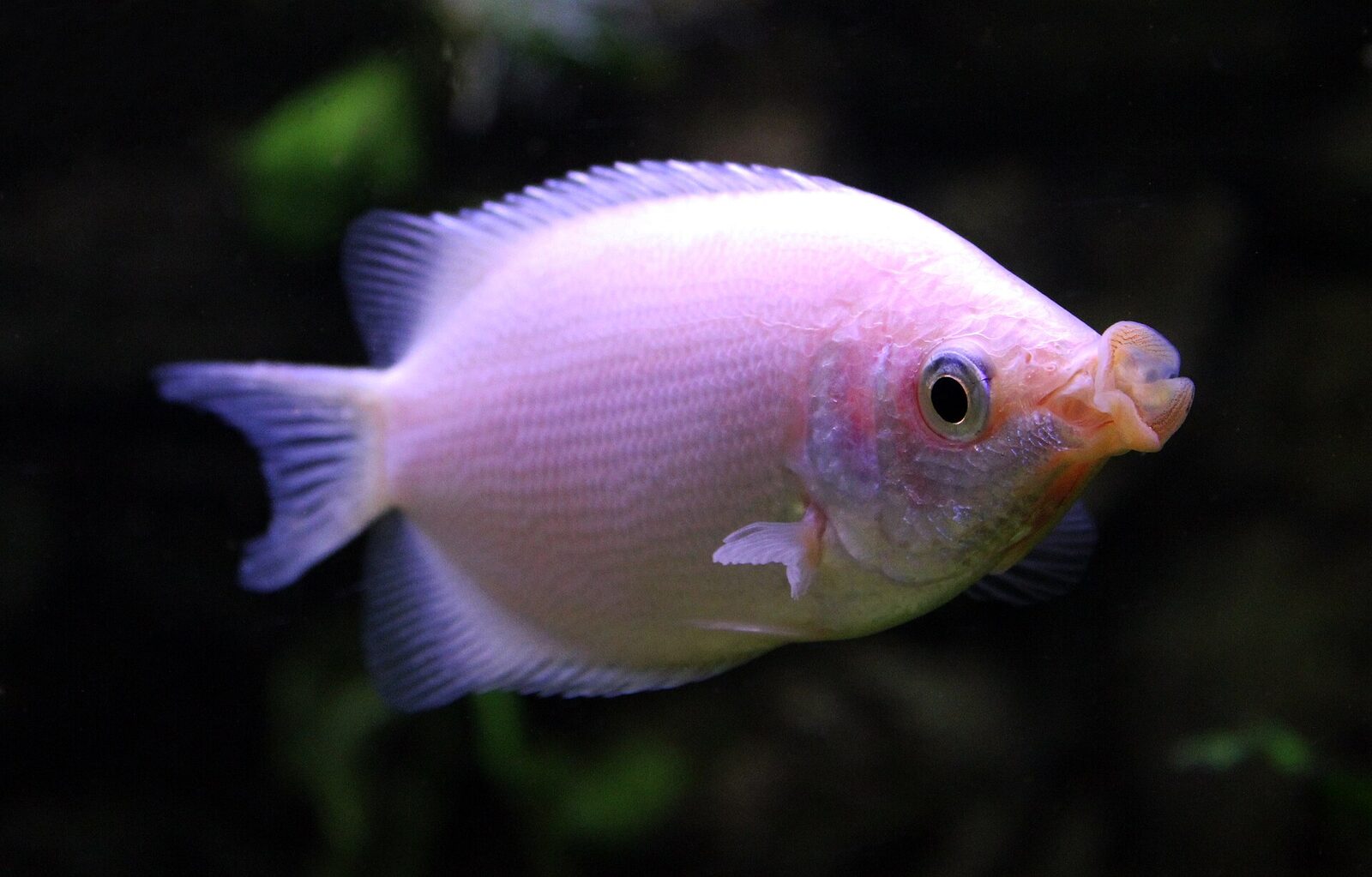 Kissing Gourami