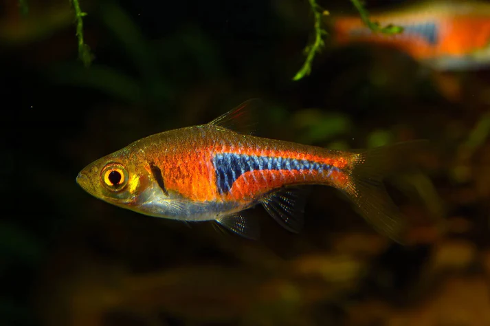 Lambchop Rasbora