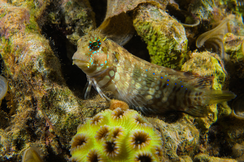 Lawnmower Blenny