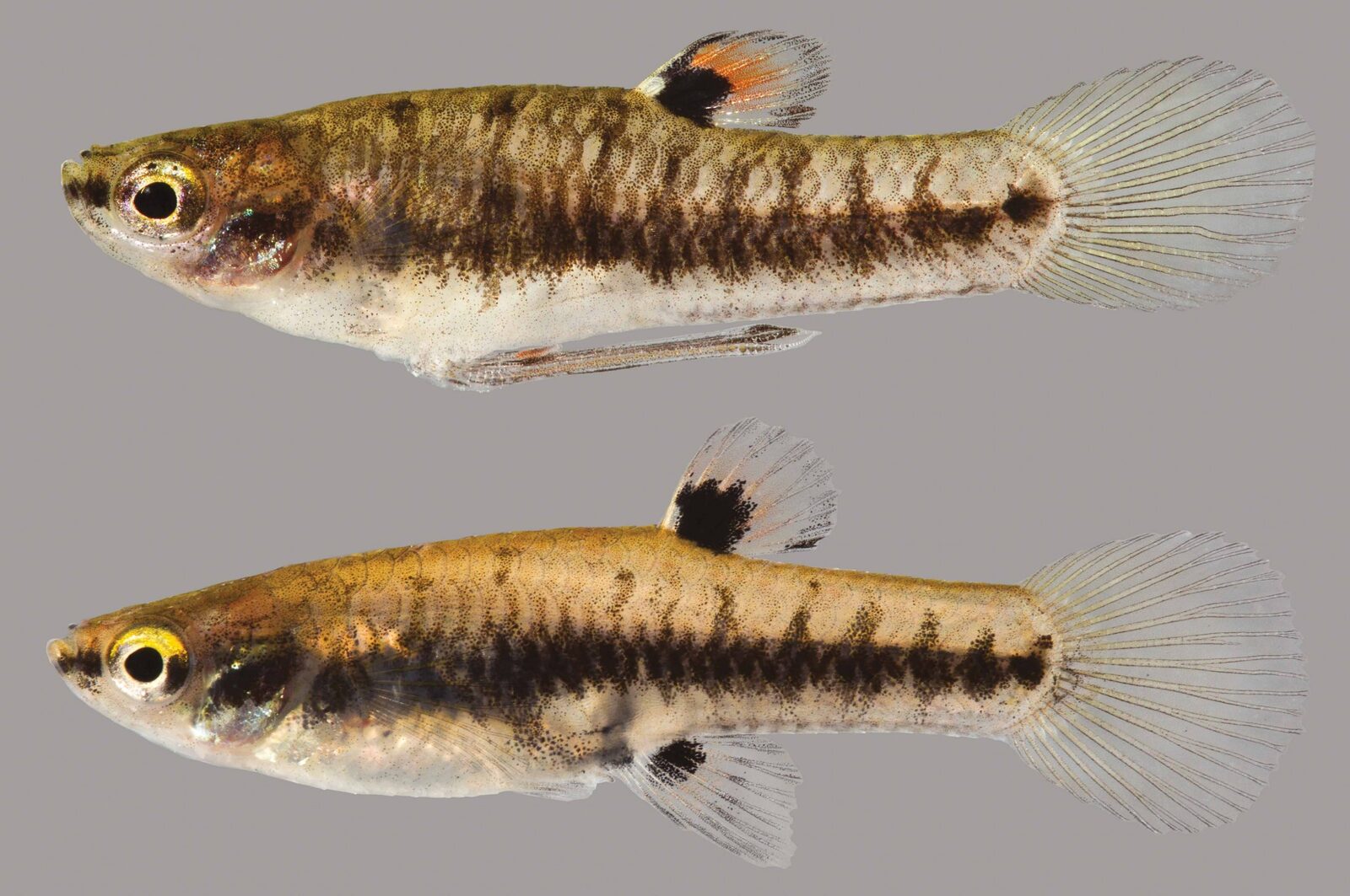 Least Killifish