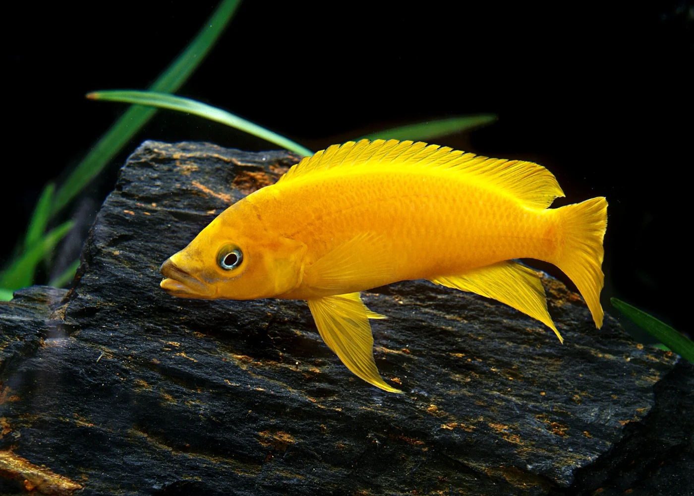 Lemon Cichlid