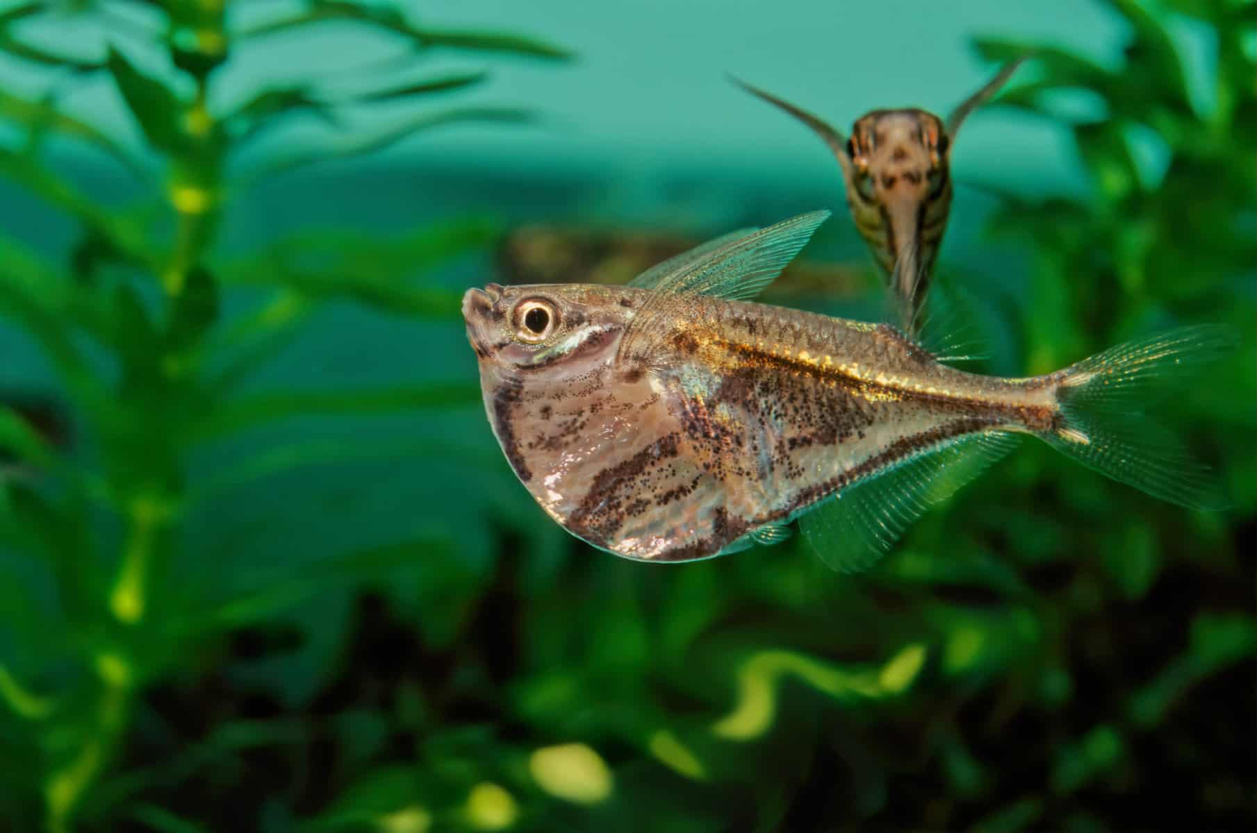 Marbled Hatchetfish