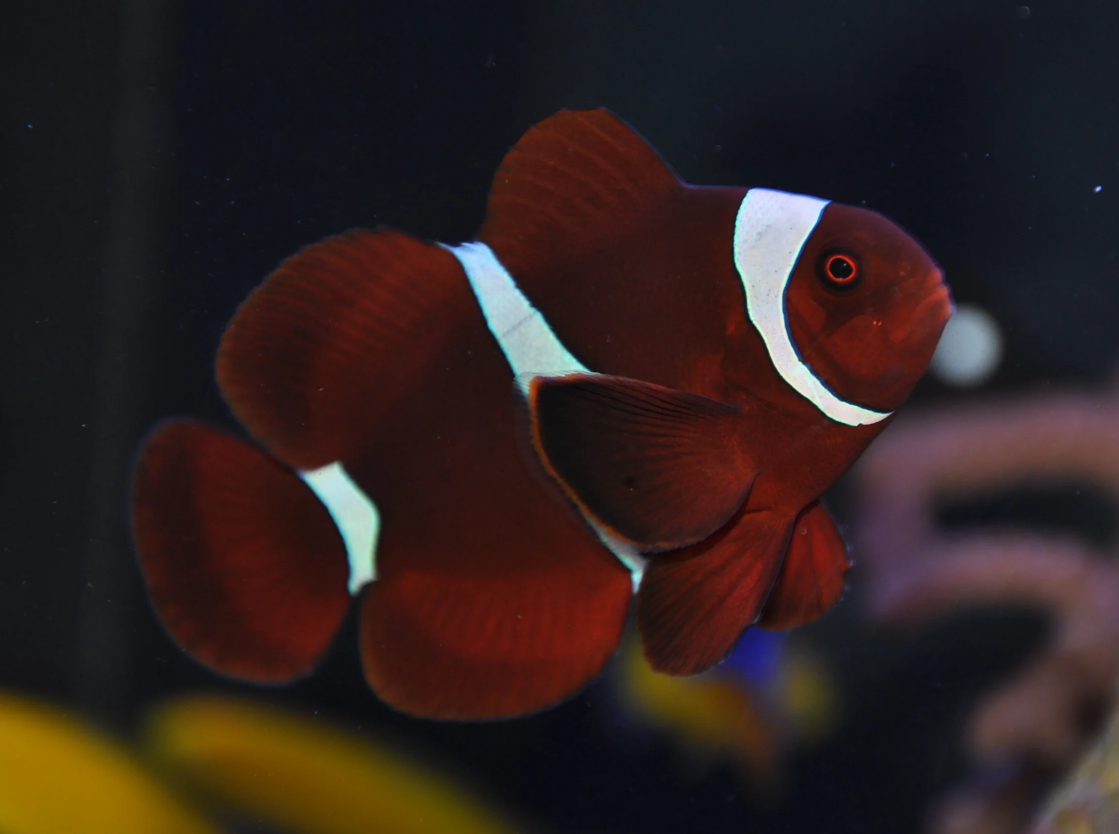 Maroon Clownfish