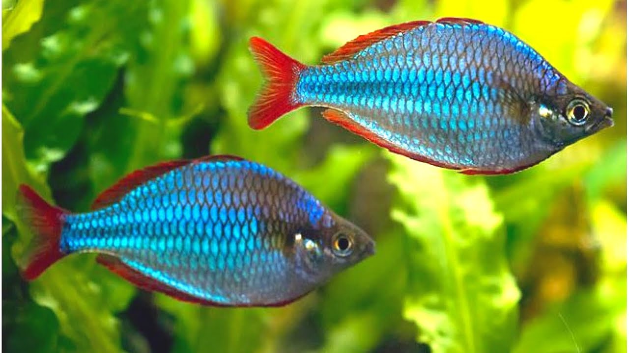 Neon Dwarf Rainbowfish