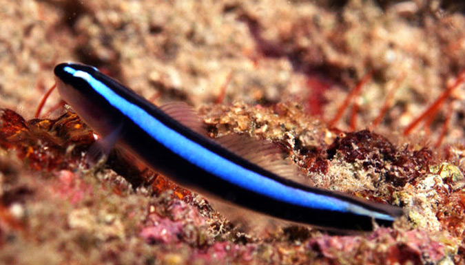 Neon Goby