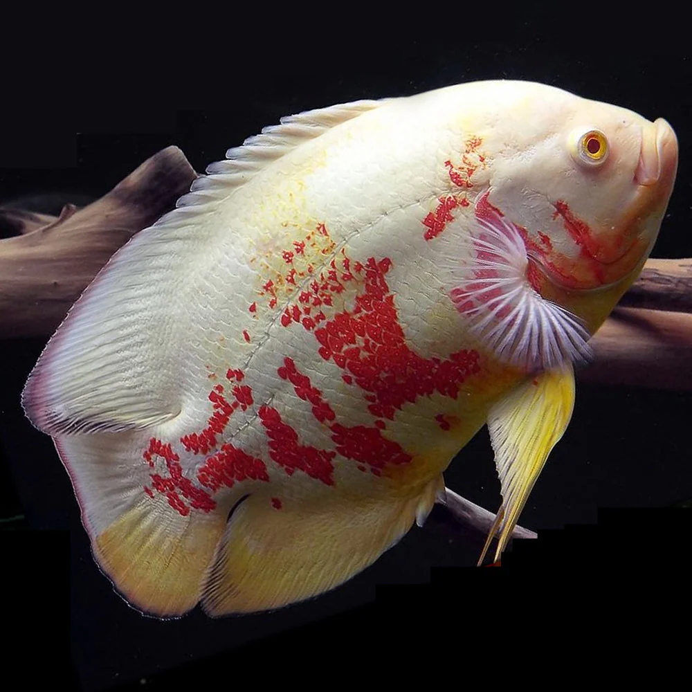 Oscar fish