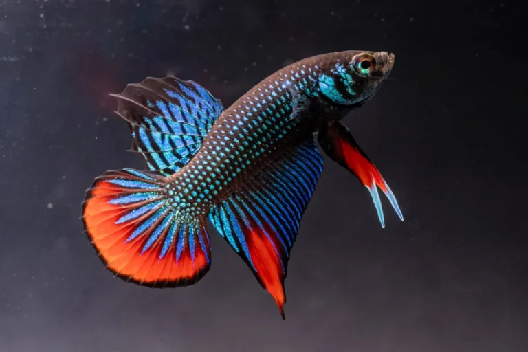 Peaceful Betta
