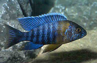 Peacock Cichlid