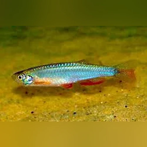 Pearl Danio