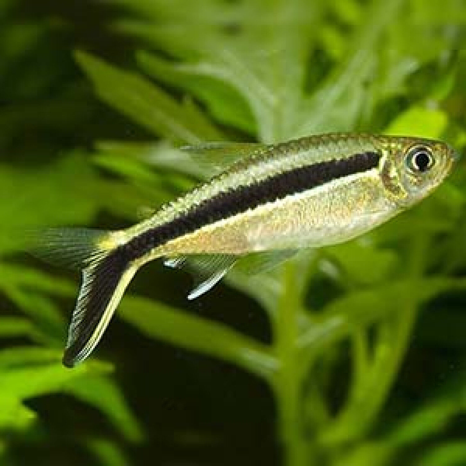 Penguin Tetra