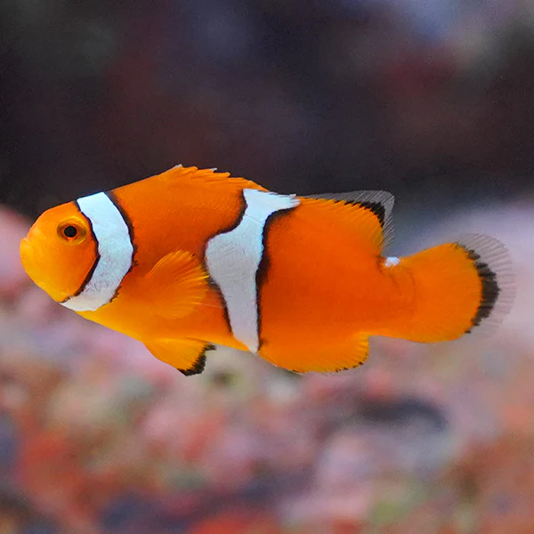 Percula Clownfish