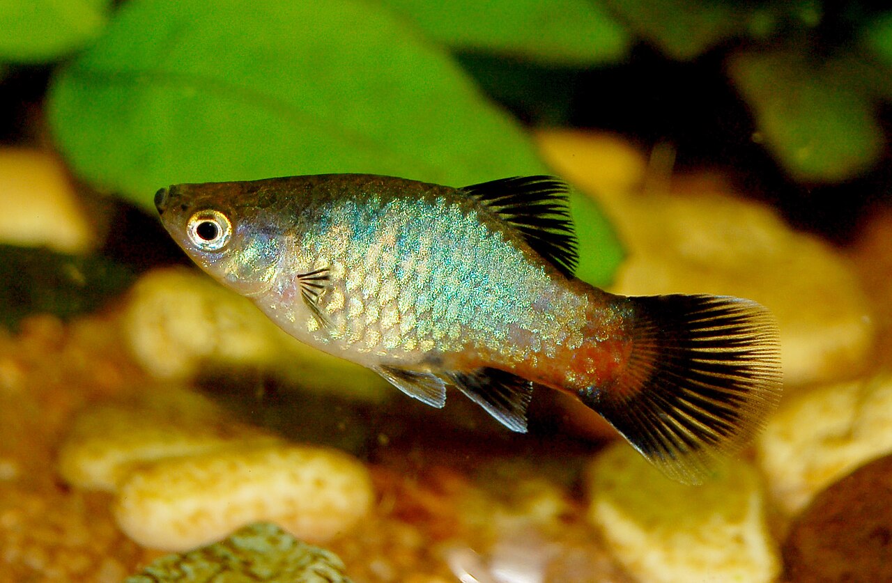 Platy / Moonfish