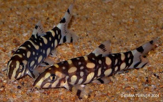 Polka Dot Loach