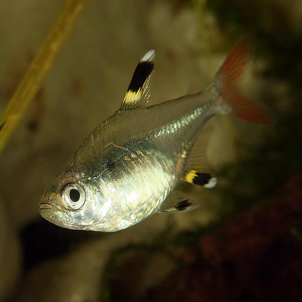 Pristella Tetra (X-ray Tetra)