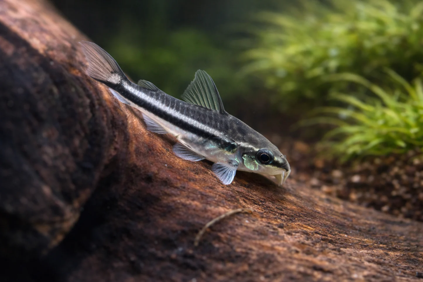 Pygmy Corydoras
