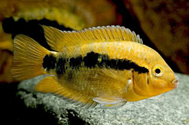 Rainbow Cichlid