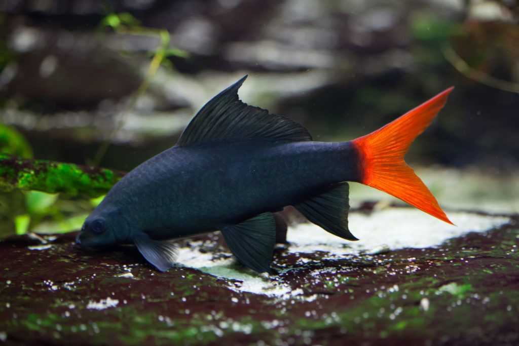 Red Tail Shark