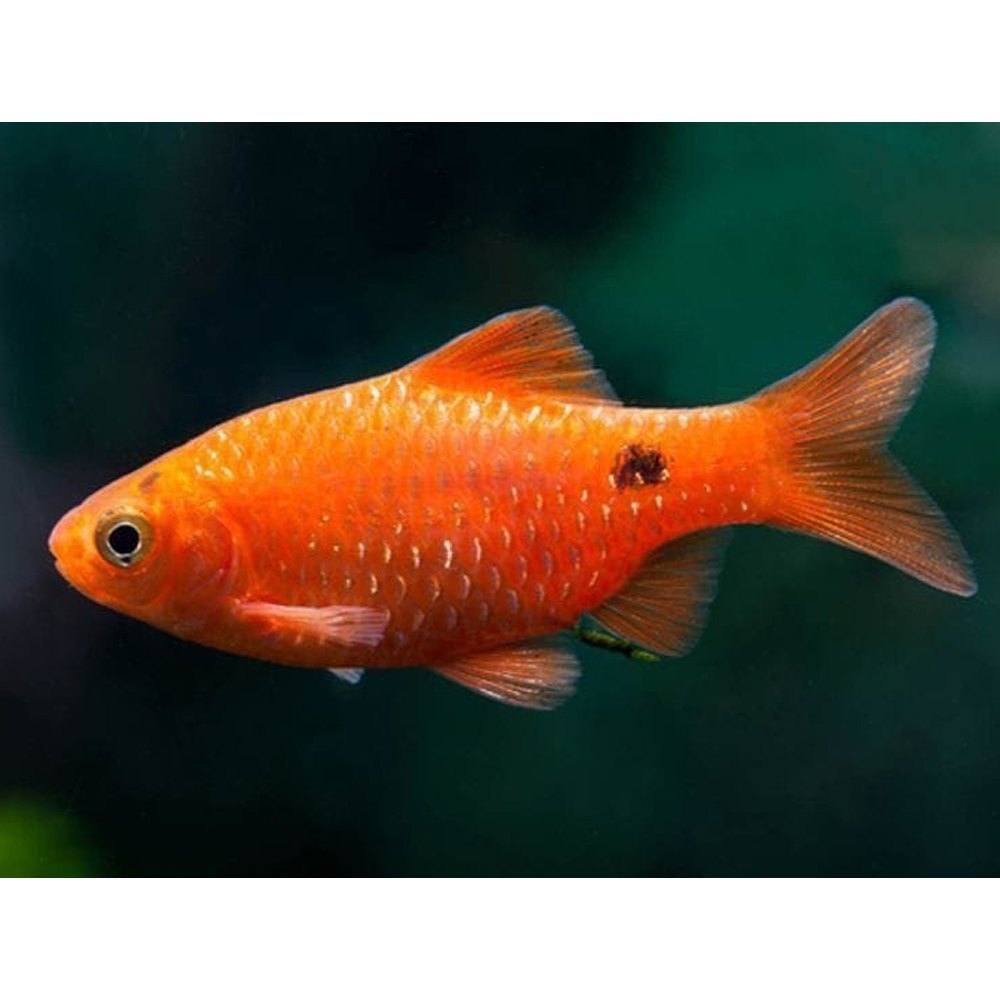 Rosy Barb