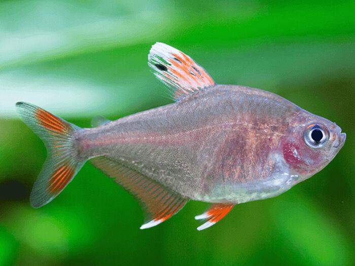 Rosy Tetra