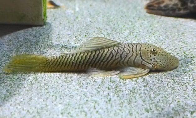 Rubber Lip Pleco