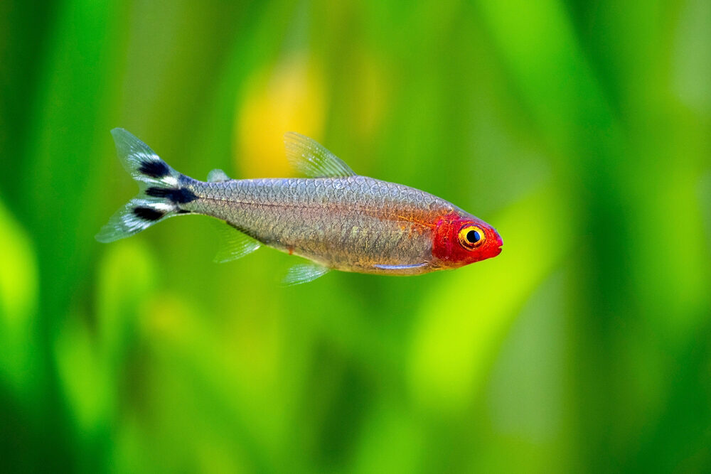 Rummynose Tetra